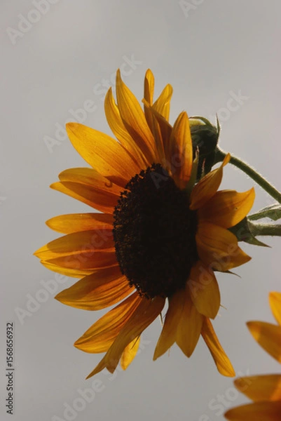 Obraz Profile of a Sunflower