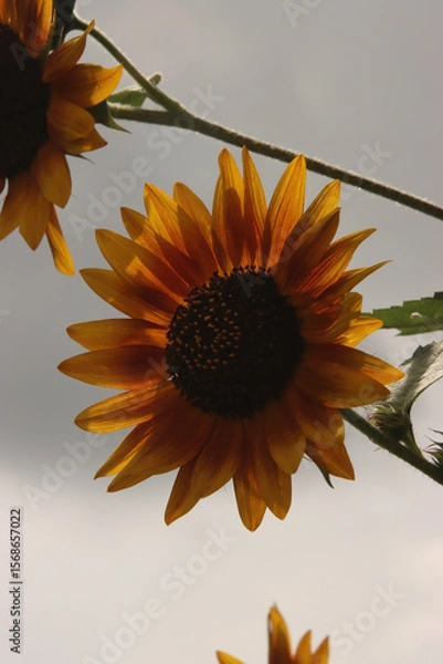 Obraz Backlit Sunflower