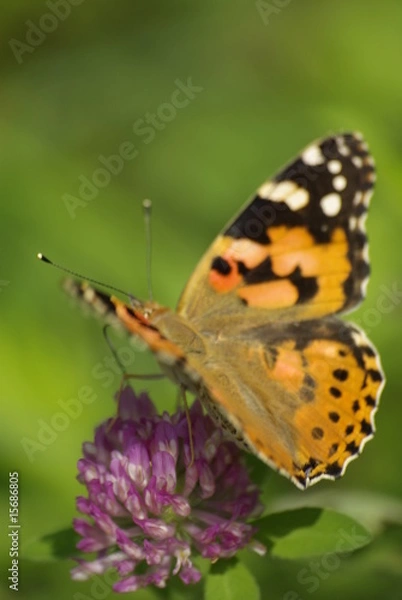 Fototapeta 自然の美