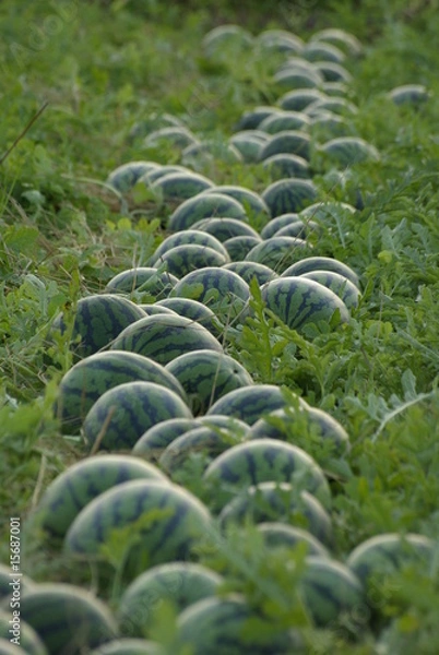 Obraz ごろごろスイカ