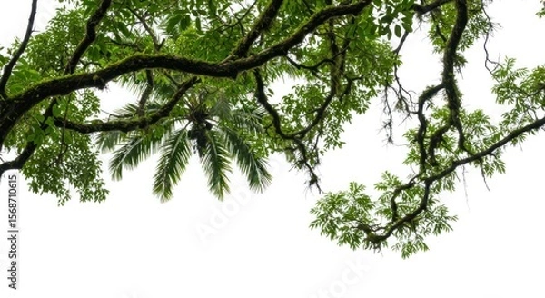 Fototapeta Lush green branches and leaves of tropical trees against a white background