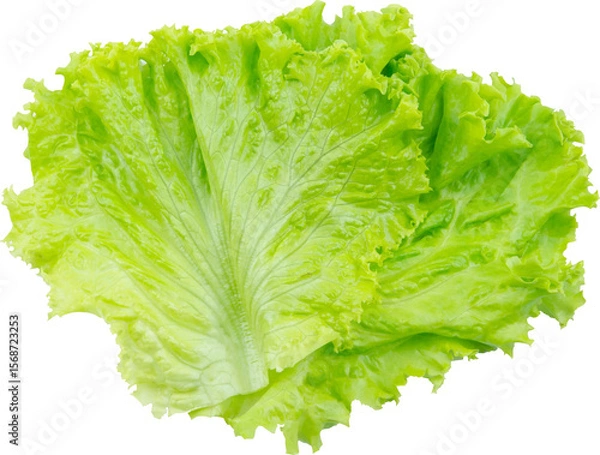 Obraz Lettuce Leaf Isolated From Background
