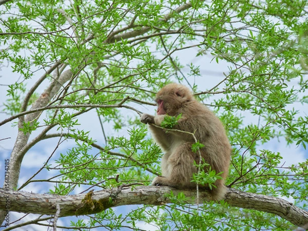 Fototapeta 春の観光名所上高地の新緑の風景と可愛い日本猿の姿