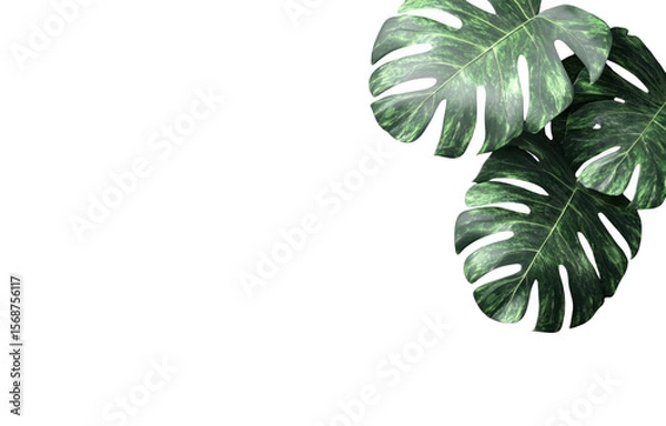 Fototapeta Lush monstera plant with large, vibrant green leaves showcasing tropical aesthetic, perfect for home decor or botanical themes. leaves exhibit unique splits and holes, adding character