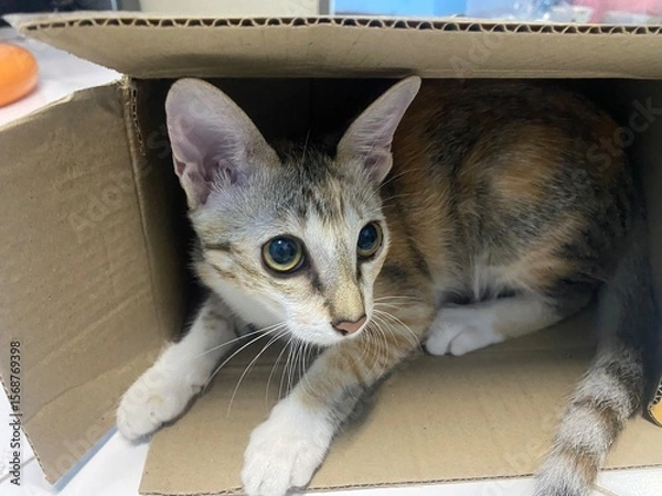 Obraz Cat in a cardboard box, she is playing.