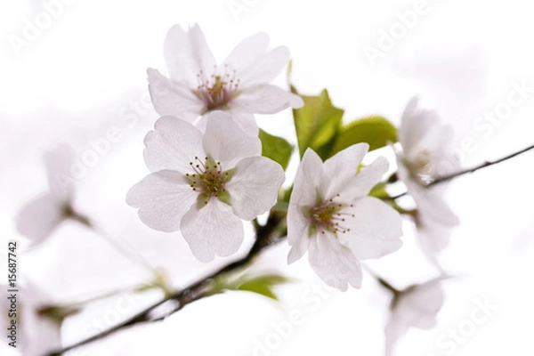 Fototapeta サクラ