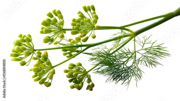 Obraz Dill Flower: Close-up shot of a dill flower with its vibrant green florets and feathery leaves, showcasing the plant's intricate beauty and culinary potential. 
