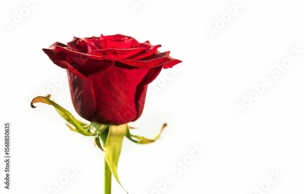 Obraz Flat design showing red rose on white backdrop, revealing petals sepals stem and thorns, copy space