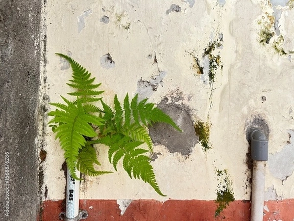 Obraz Fern's Resilience: A vibrant green fern defies its surroundings, pushing through the weathered textures of an aged wall, showcasing nature's enduring strength and vibrant beauty.