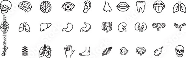 Fototapeta Human Body Organs and Parts Line Icon Set human body part line style icons , nose , ears , eyes , stomach , brain  and more , line icons sets , 