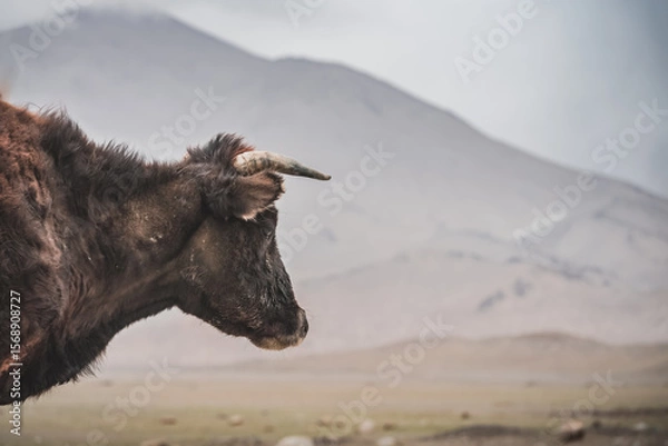 Fototapeta Portrait of a bull grazing in the highlands of the Pamirs in the Tien Shan mountain system in cloudy weather, a cow with horns