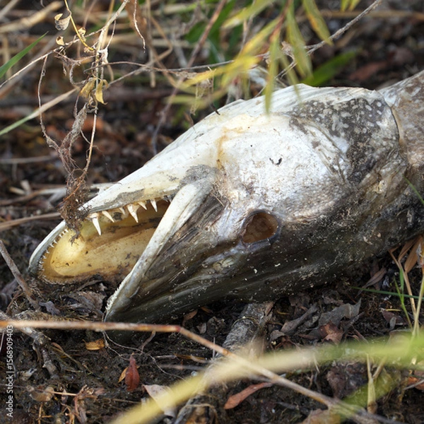 Obraz The head of a large dead pike on the shore