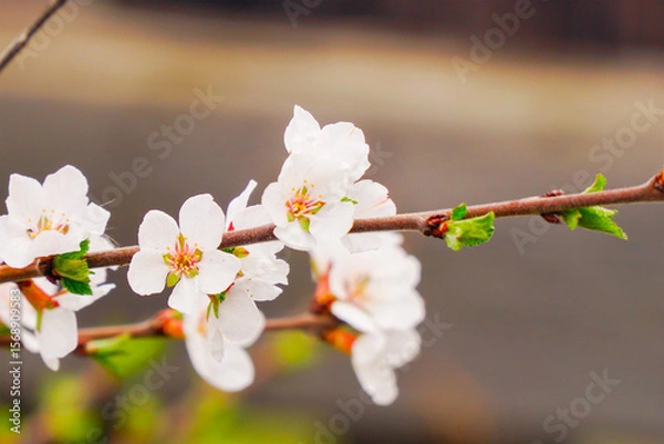 Obraz A branch with blooming white spring flowers of Prunus tomentosa (Nanjing cherry) on a shrub. A landscape in nature with a branch of cherry blossoms.