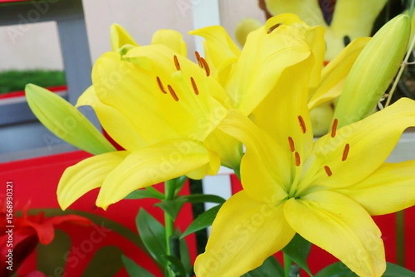 Fototapeta 黄色いユリの花　ナッシュビル