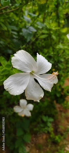 Obraz white lotus flower