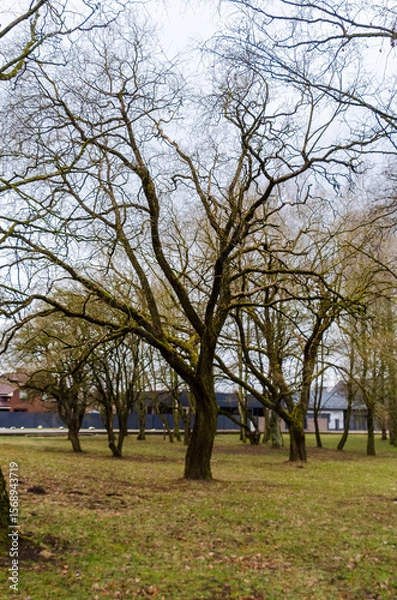 Fototapeta Bare trees stand quietly in a city park during a cloudy winter afternoon. Still trees in winter park, calm mood, eye-level shot, suburban scene, concept: solitude, seasons change, quiet city moments.