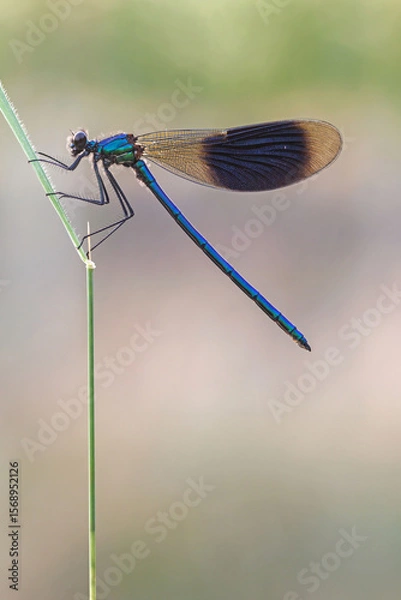 Obraz Gebänderte Prachtlibelle
