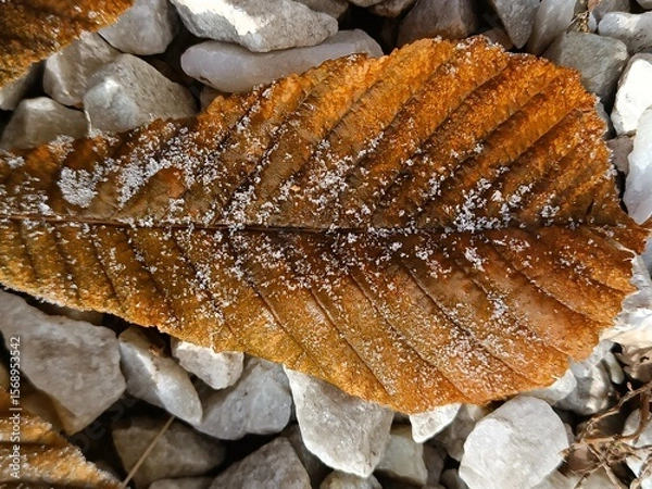 Obraz Close-up of a frost-covered autumn leaf resting on stones