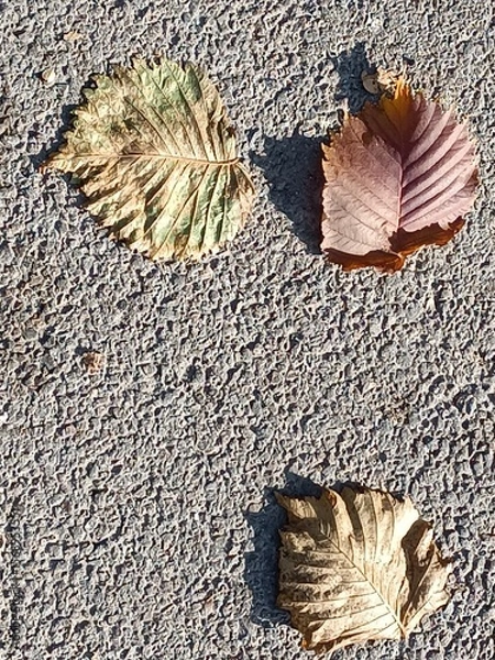 Obraz Three Autumn Leaves on Textured Asphalt