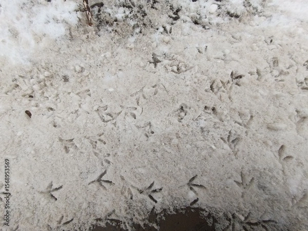 Obraz Bird footprints on a snowy surface