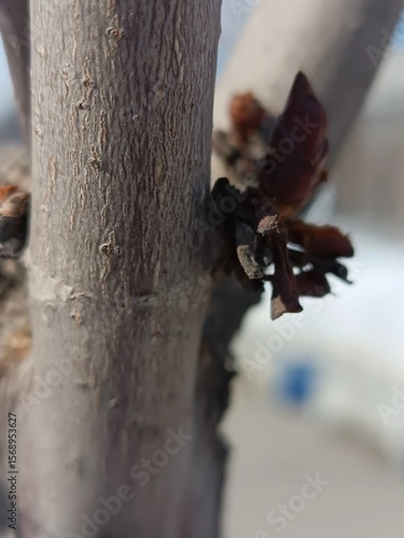 Obraz Close-up of a Tree Branch with Emerging Buds