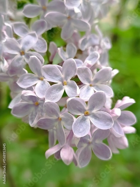 Obraz Close-up of beautiful lilac flowers in bloom, capturing the delicate fragrance of spring.