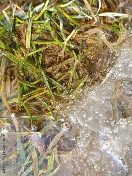 Obraz Close-up of frozen grass and water with ice bubbles