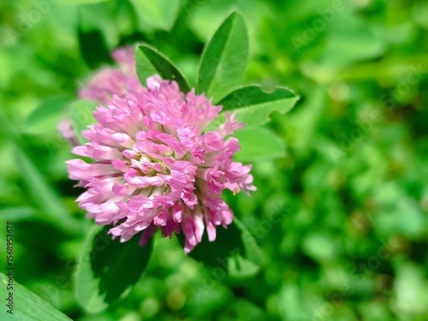 Obraz Close-up of a beautiful red clover flower in full bloom