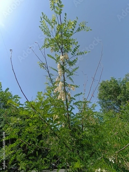 Obraz Acacia Tree in Bloom Under a Clear Sky