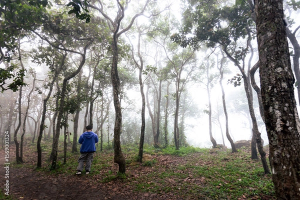 Fototapeta A solitary man explores a foggy forest with soft light filtering through tall trees. Ideal for concepts such as eco-tourism, mindfulness, calm, and outdoor lifestyle