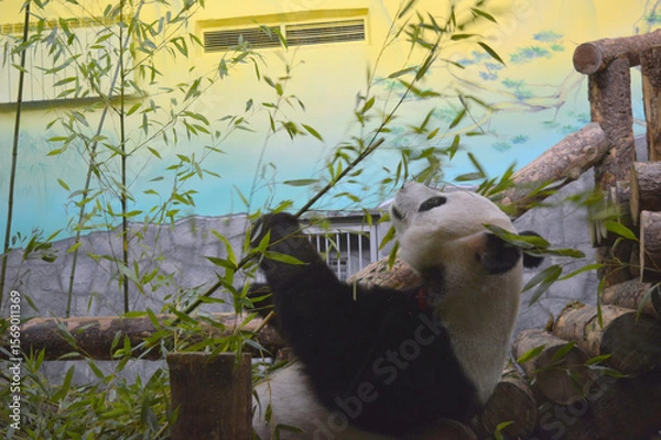 Fototapeta Panda bear eats bamboo