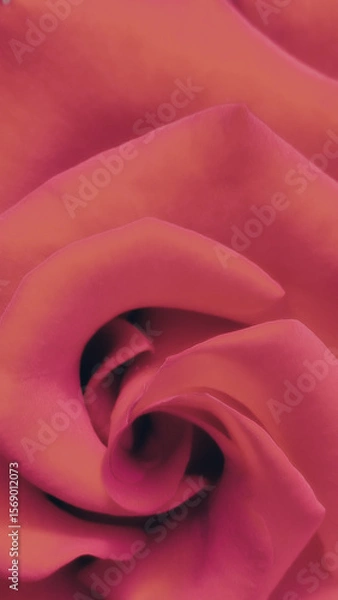 Fototapeta Background made of red rose petals. Beautiful backdrop, suitable for love and nature, romantic theme. Close-up of a deep red rose, detailed petals