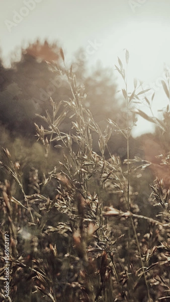 Fototapeta Wild flowery grass that causes allergy to some. Green grass surrounded by green nature and shining sun. Pollen of a grass plant in the light of sun