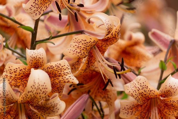Obraz Yellow and red flowers of fragrant tiger lilies in the garden