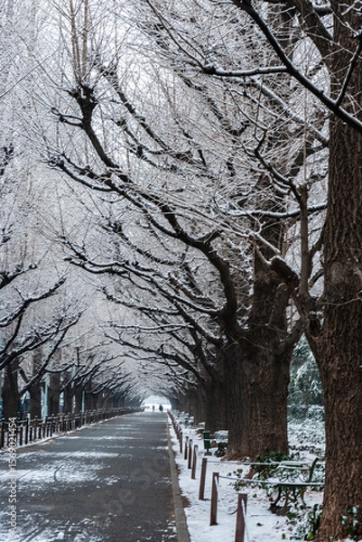 Obraz 夜に降った雪が薄っすら残るいちょう並木