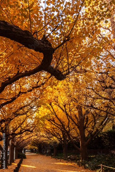 Obraz いちょうの落ち葉に落ちる秋の朝日