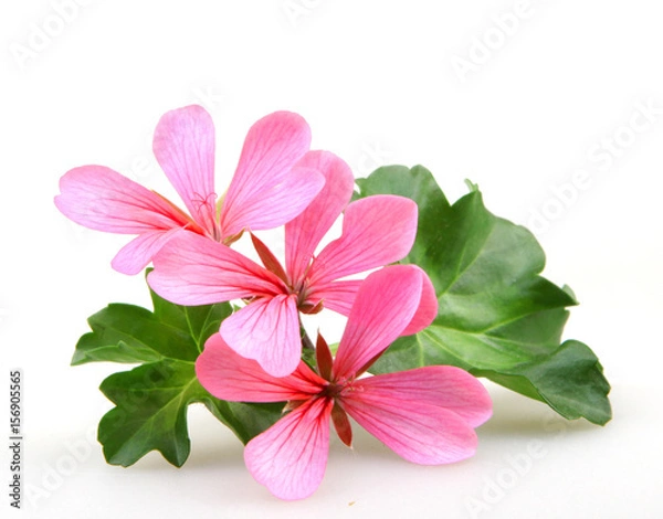 Obraz Kwiaty pelargonium