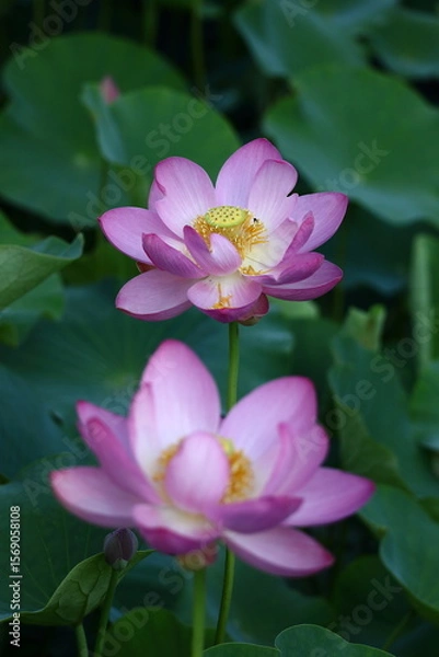 Fototapeta 神聖な花