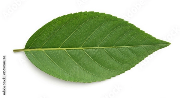 Fototapeta A single vibrant green leaf with clear veins on a clean white background.