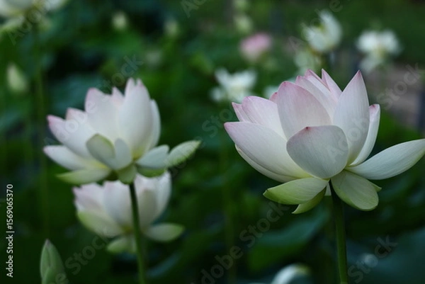 Fototapeta 神聖な花