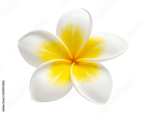 Obraz  Frangipani Flower in Soft Yellow and White Isolated PNG