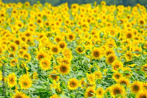 Fototapeta ひまわり畑