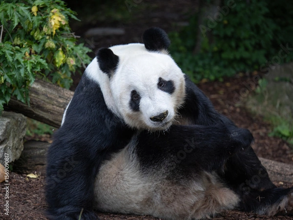 Fototapeta Cute Panda lying on the Ground Scratching Himself