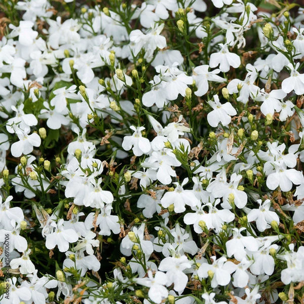 Fototapeta (Lobelia erinus) Büschel kriechender weißer Lobelien mit verwachsenen und gelappten Blütenkronen über lanzettförmigem, grünem Laub