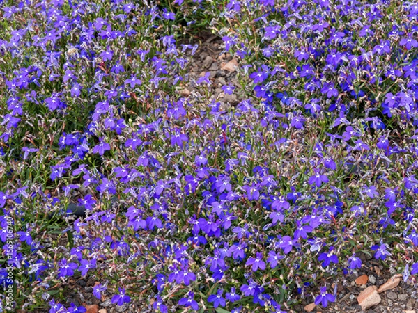 Fototapeta  (Lobelia erinus) Dekorative Blumenbeete mit blau-violetten Lobelien, Blütenblätter mit gelappten Lippen mit weißen
