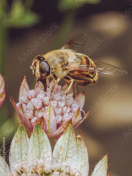 Fototapeta A drone fly feeding on an Astrantia flower