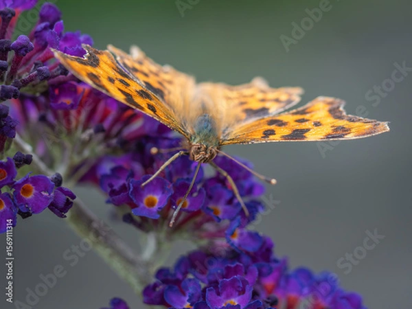 Fototapeta Comma butterfly feeding on a purple Buddleia, aka Butterfly Bush