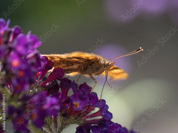 Fototapeta Comma butterfly feeding on a purple Buddleia, aka Butterfly Bush