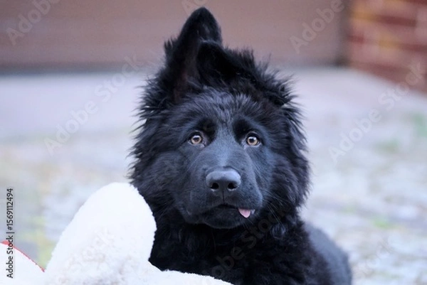 Fototapeta german shepherd dog