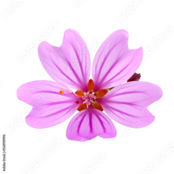 Fototapeta A delicate pink flower with five petals featuring dark pink veins radiating from the center.